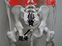 骨盤の真ん中＝仙骨.jpg