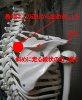 斜め後方からの頚部・肩甲骨.jpg