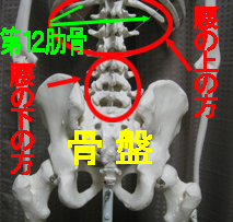 腰の上の方の痛みと腰の下の方の痛み.jpg