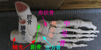 足背部から見た足部の骨（骨格模型）.jpg