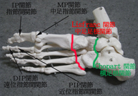 足底部から見た足部の関節.jpg