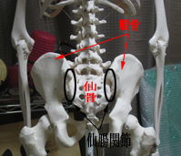 名称入り腰椎と骨盤骨格模型.jpg