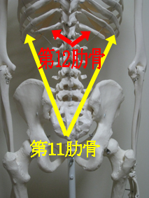 Th11&Th12 の表示入り骨格写真.jpg