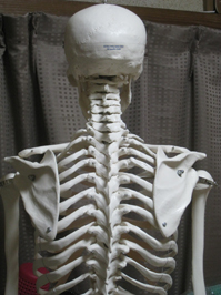 頭頚肩甲胸部骨格模型.jpg